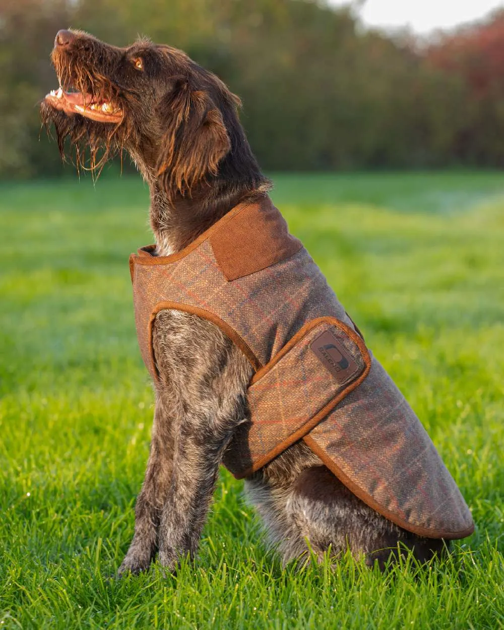 Baleno Bobby Printed Tweed Dog Coat